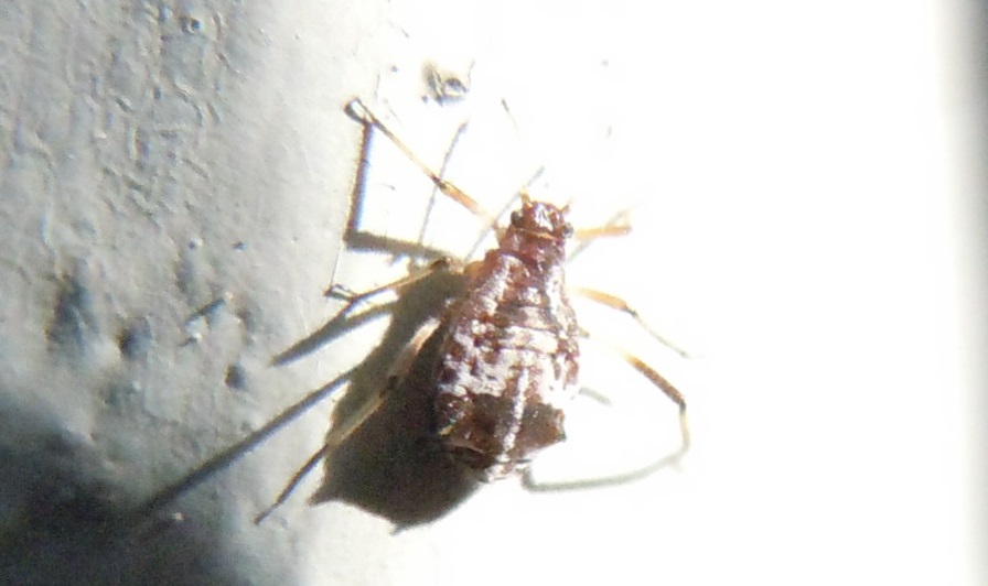 Cinara cf. gruppo pruinosa (Aphididae)